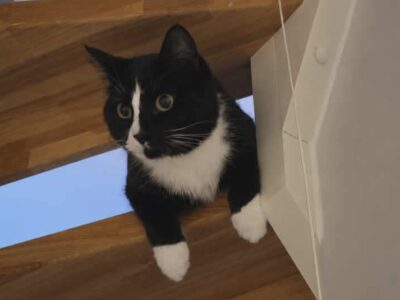 Samson