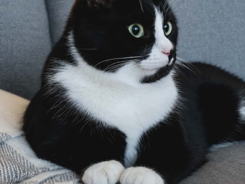 Samson