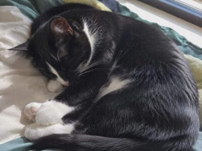 Samson