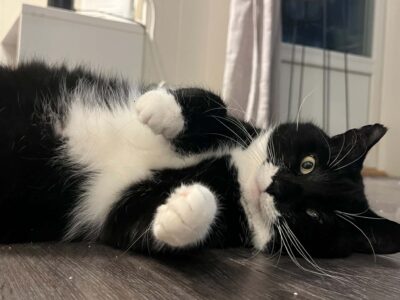 Ludvig