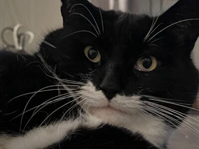 Ludvig