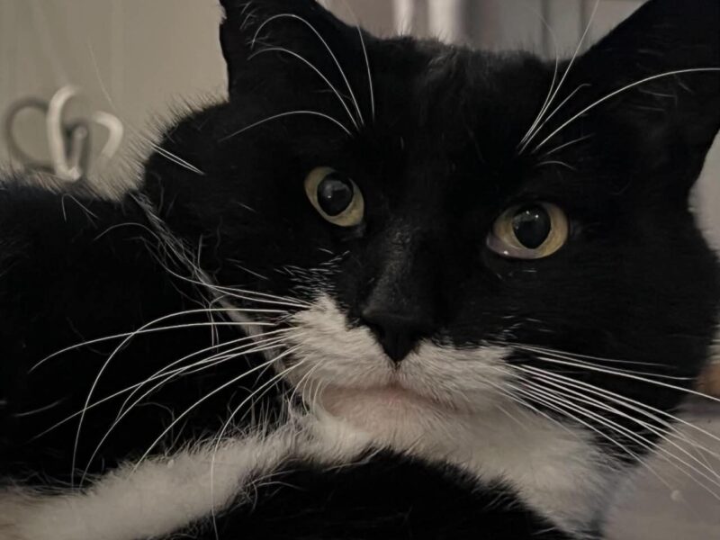 Ludvig