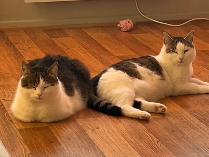Milo og Matteo