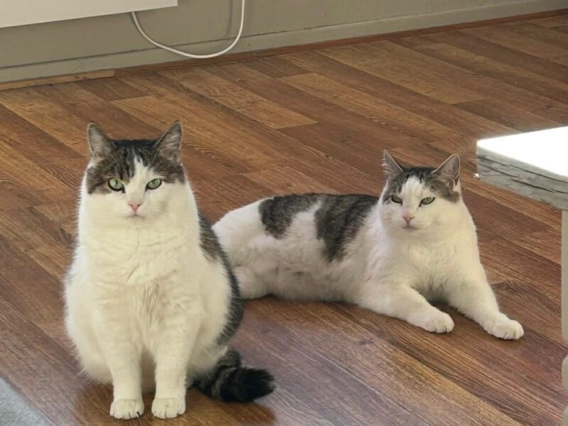 Milo og Matteo