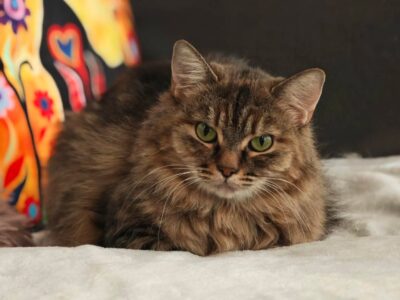 Amara
