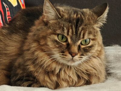 Amara