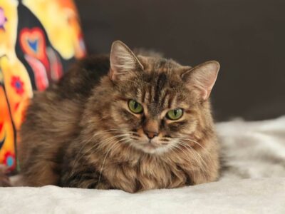 Amara
