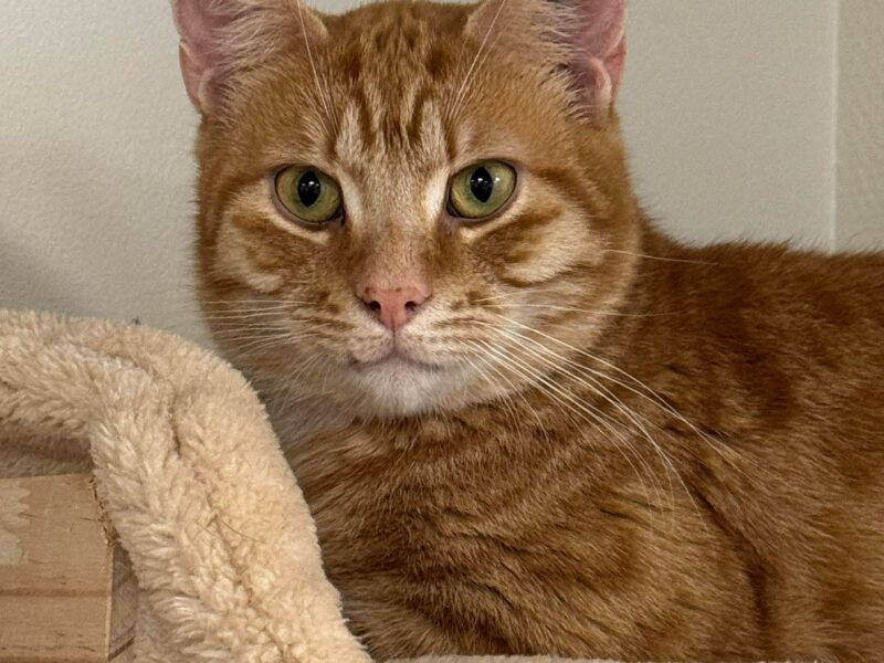 Miko
