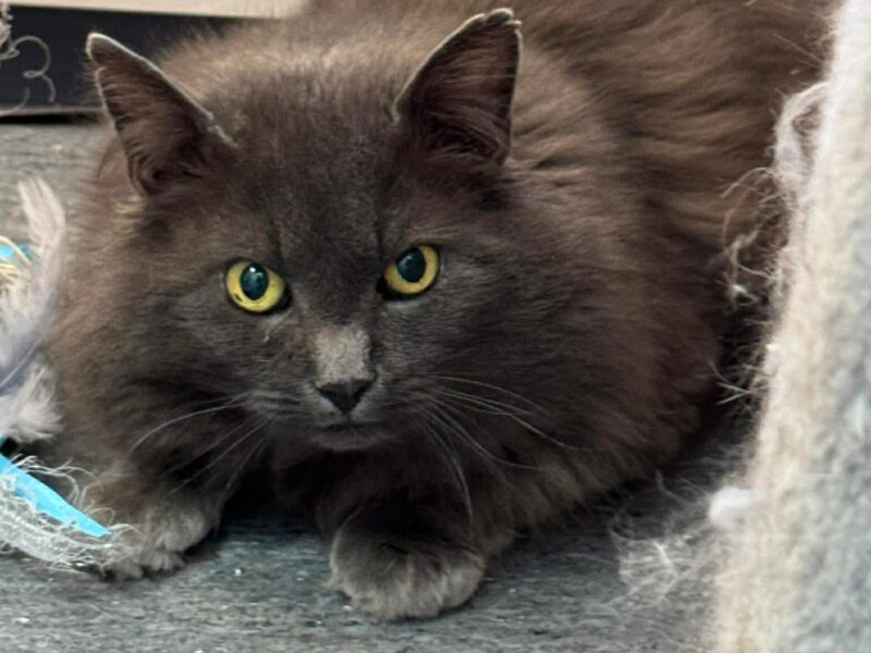 Ulysses