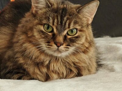 Amara