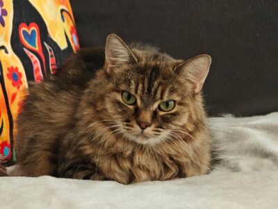Amara