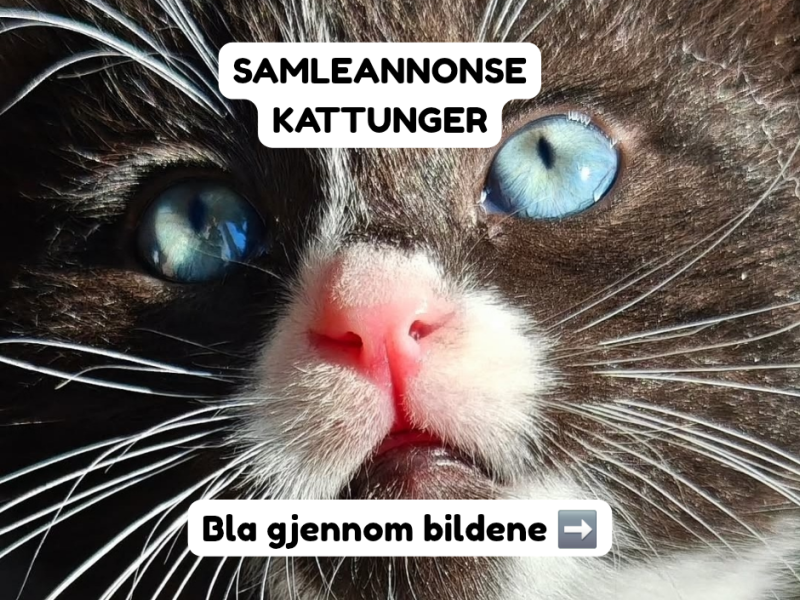 Adoptere Kattunger