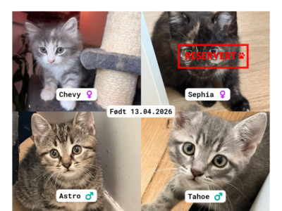 Adoptere Kattunger