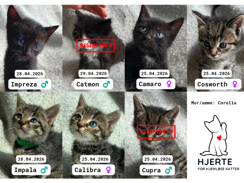 Adoptere Kattunger
