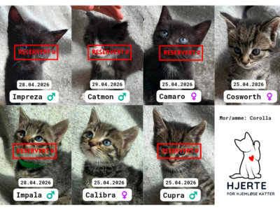 Adoptere Kattunger