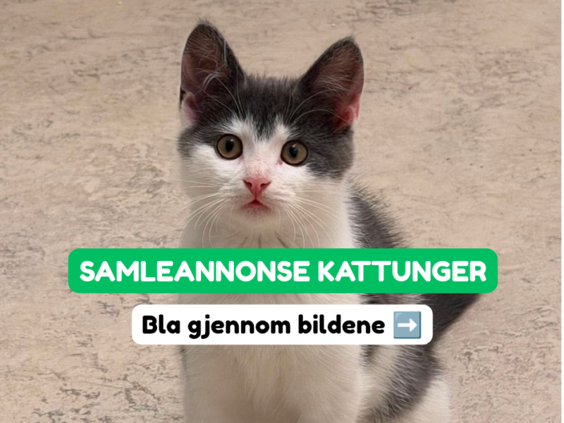 Adoptere Kattunger