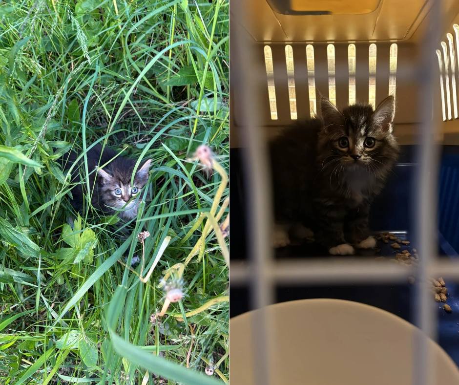 Aferdita Kattungene fanget inn og sitter i et reisebur.