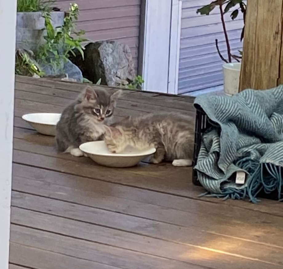 Aferdita1 Kattunge 2 og 3 som spiser mat på verandaen.