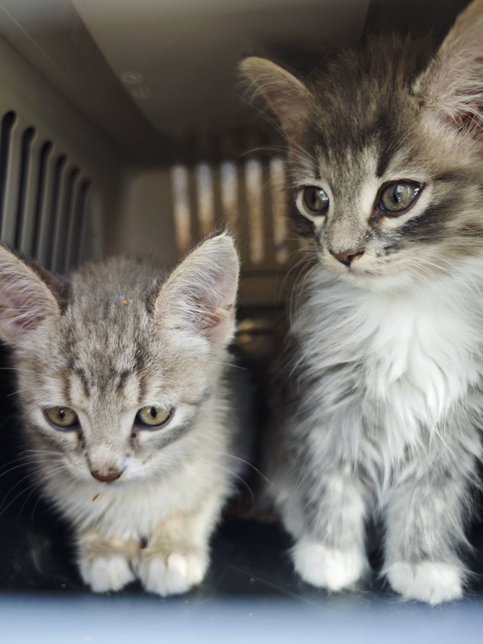 Aferdita2 Kattunge 2 og 3 i reisebur.