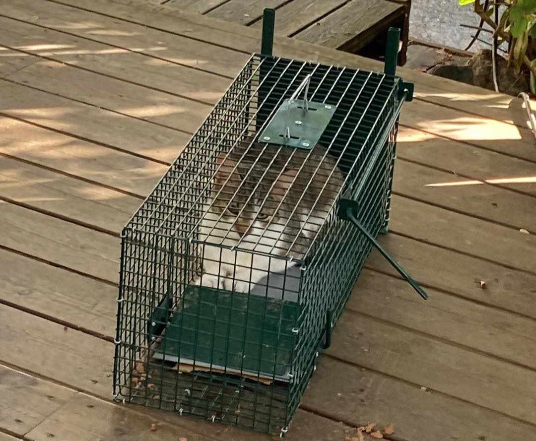 Aferdita3 Mammapus Aferdita i fella.