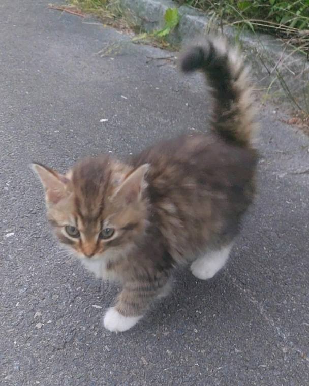 Aferdita4 Kattunge 4 som går rundt alene.