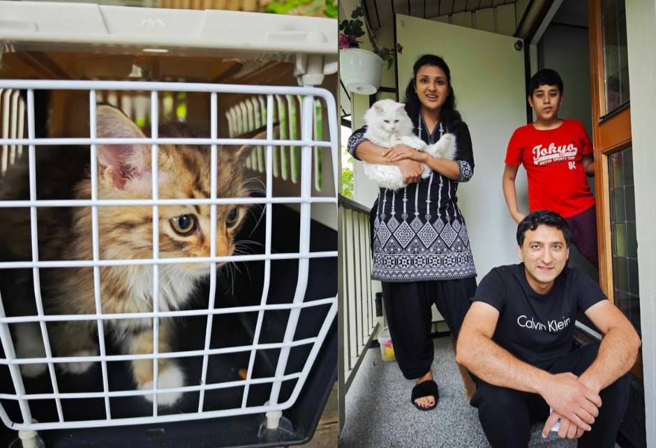 Aferdita5 Kattunge 4 i et reisebur, familien til Amna sitter glade på trappen etter en lykkelig slutt for kattungen.