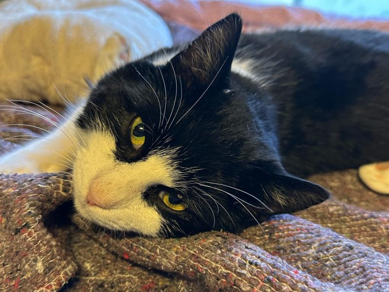 Oreo