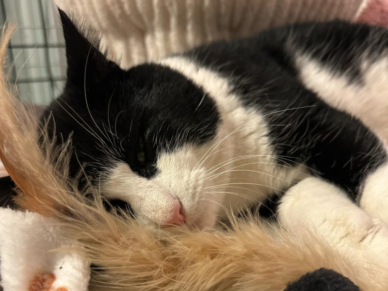 Oreo