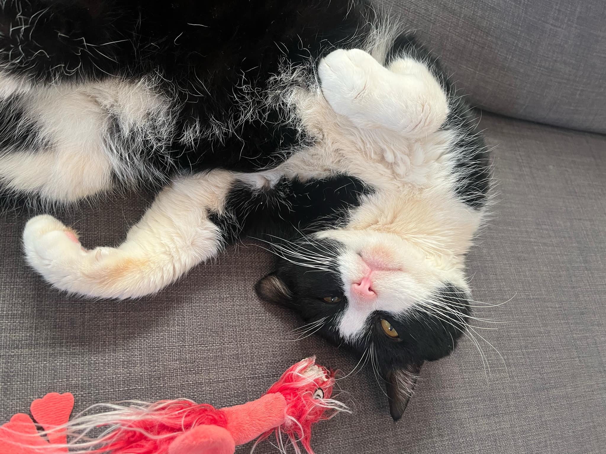 Råfôring av katt