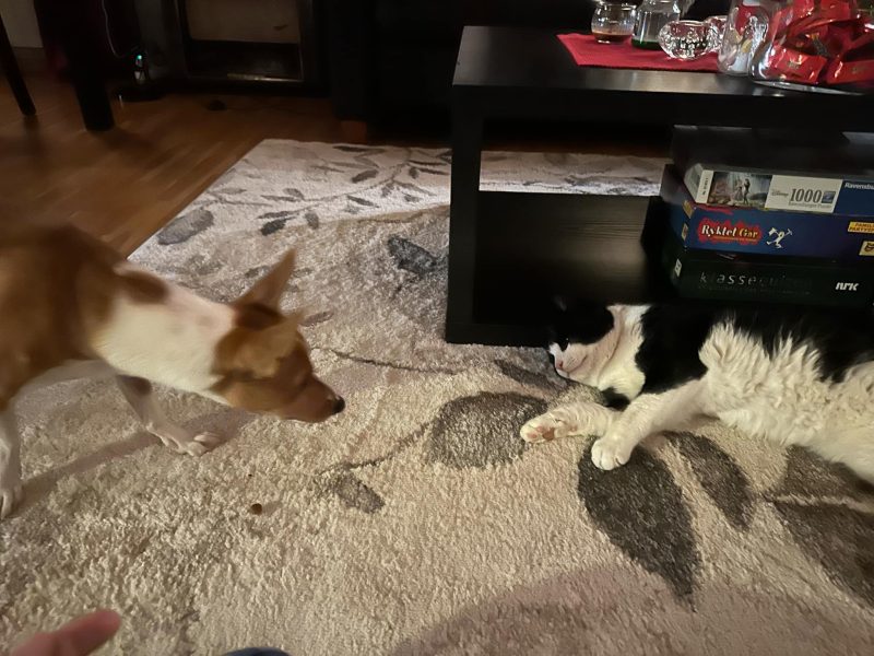Oreo