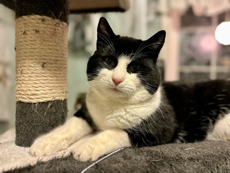 Oreo