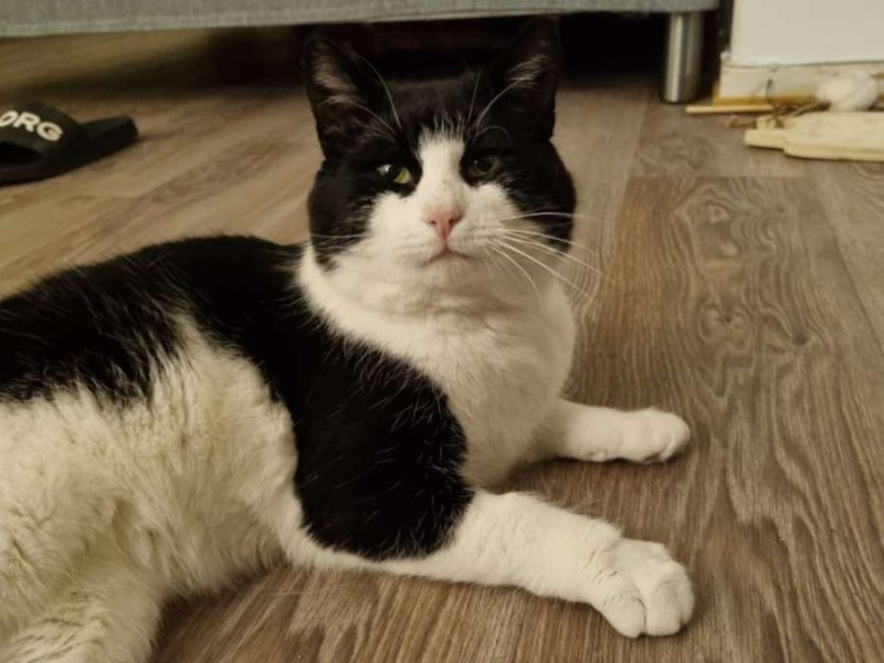 Oreo