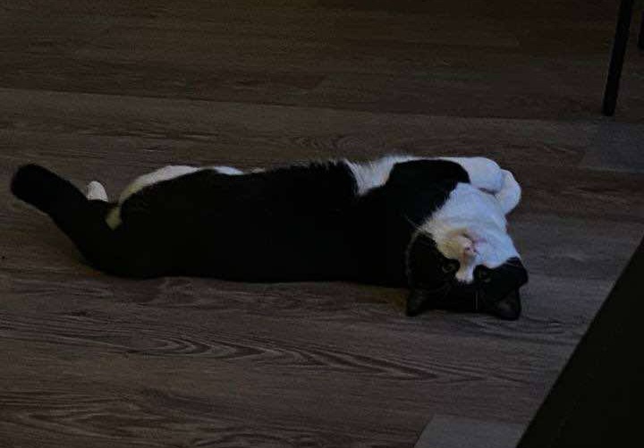 Oreo