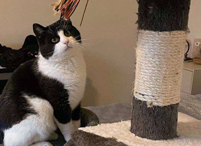 Oreo