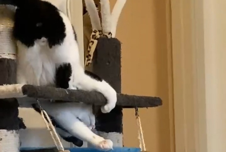 Oreo