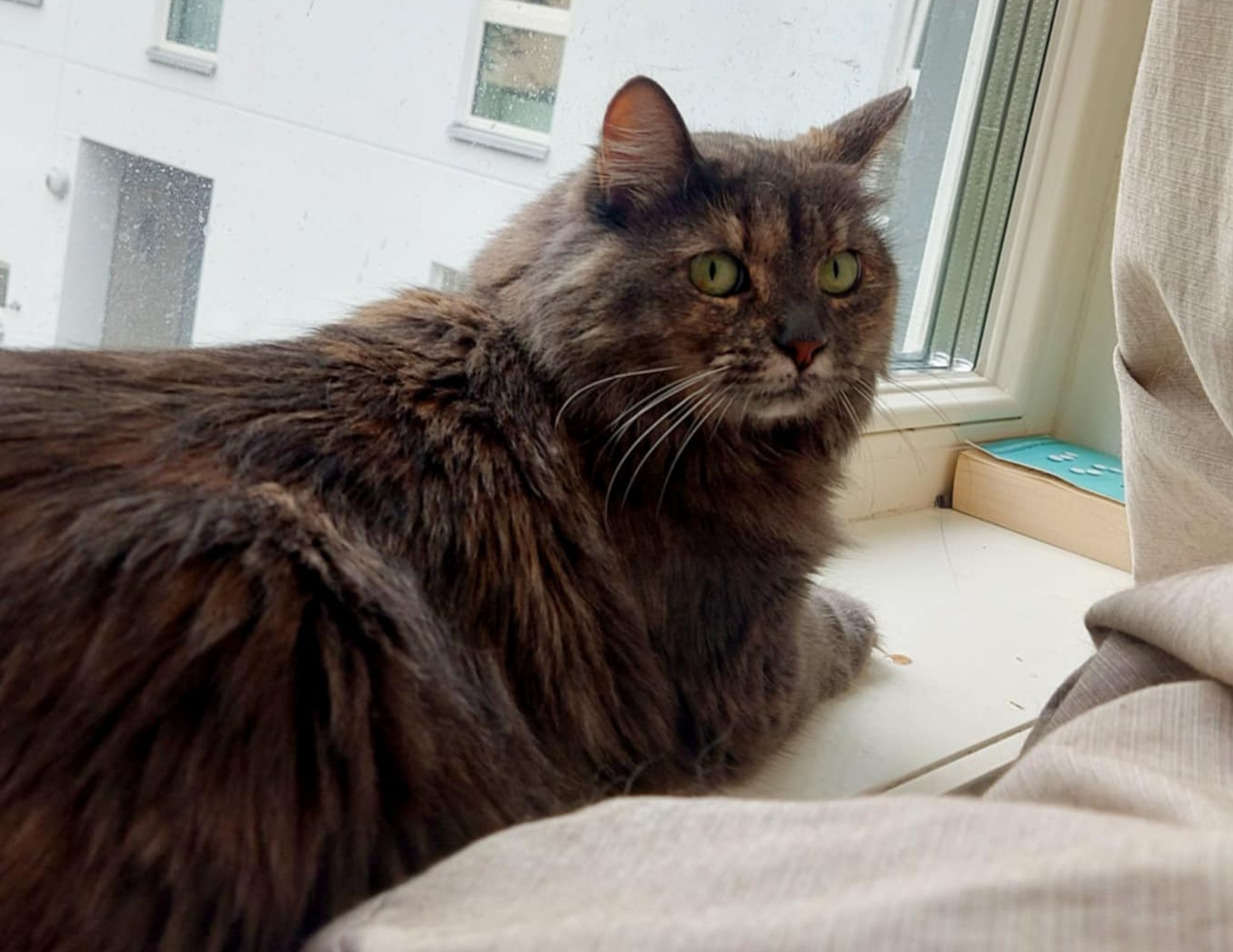 temme sky katt