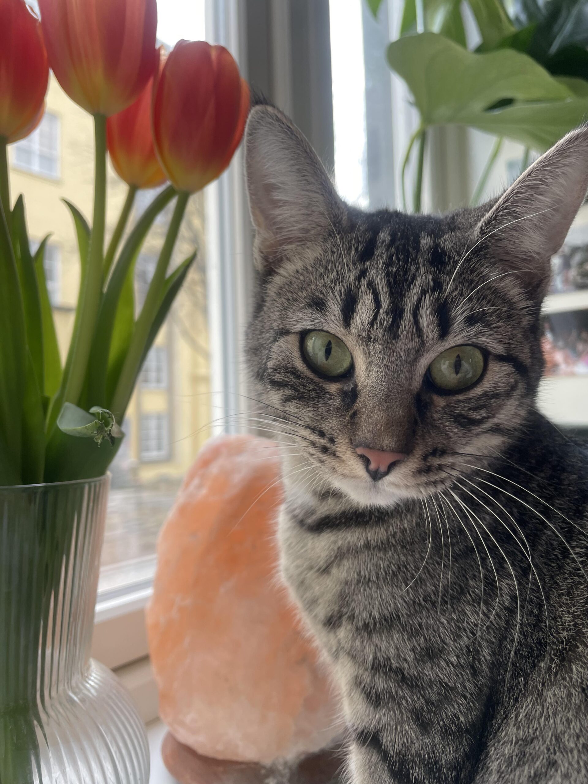 Inntak av privateide katter