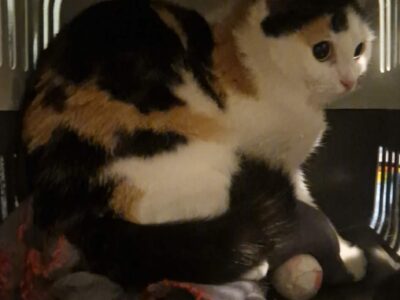 Olivia