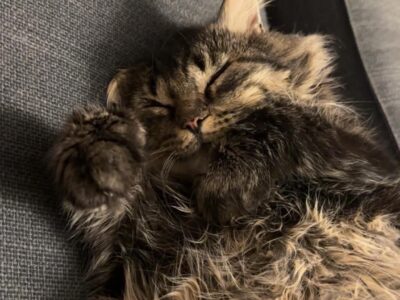 Lynx