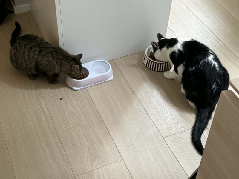 Hedvig & Villemo