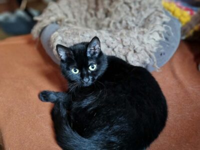 Onyx