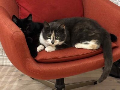 Buttons & Kilty