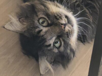 Lynx