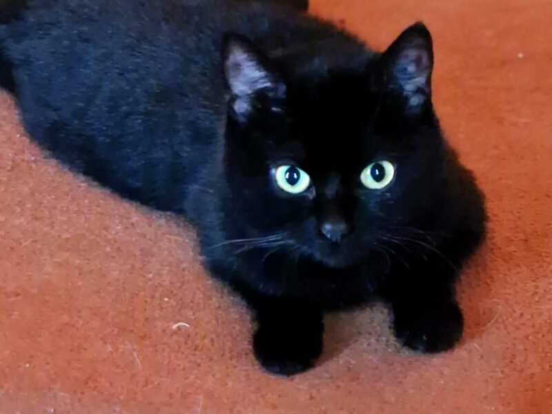 Onyx