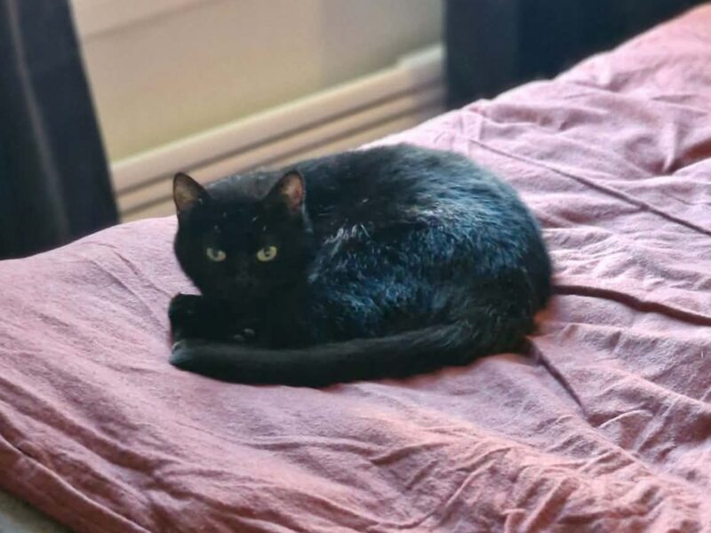 Onyx