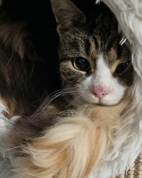 Luthien
