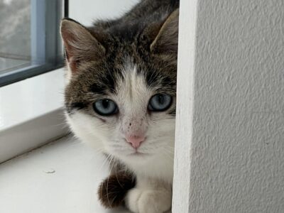 Idril