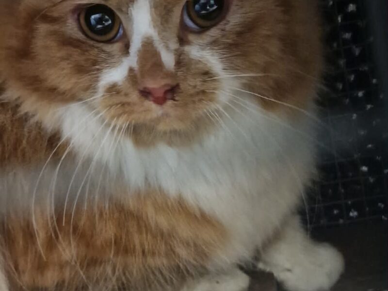 Gimli