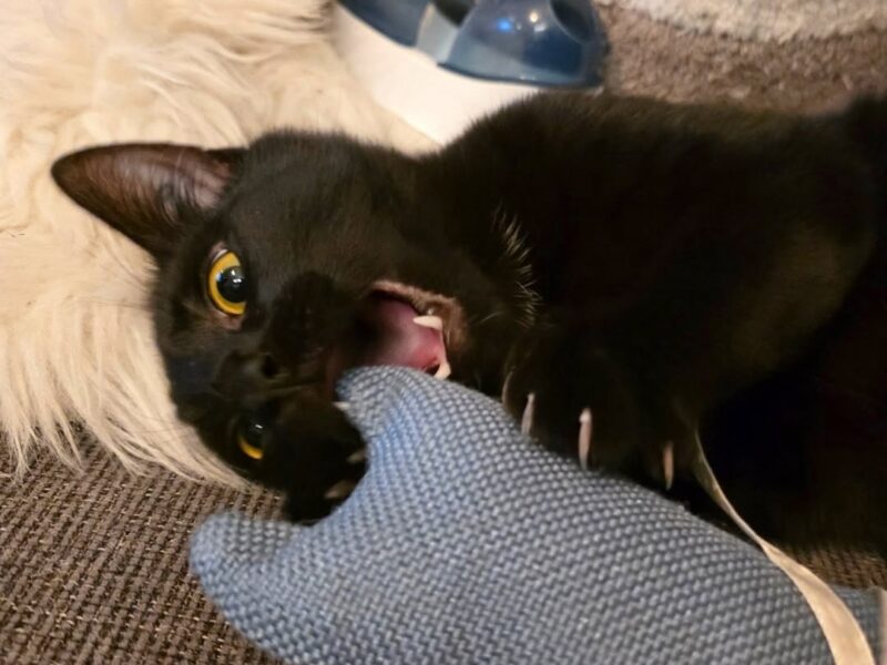 Chewie