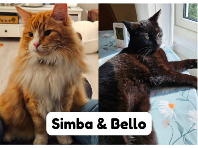 Simba og Bello